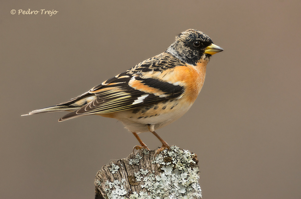 Pinzón real (Fringilla montifringilla)